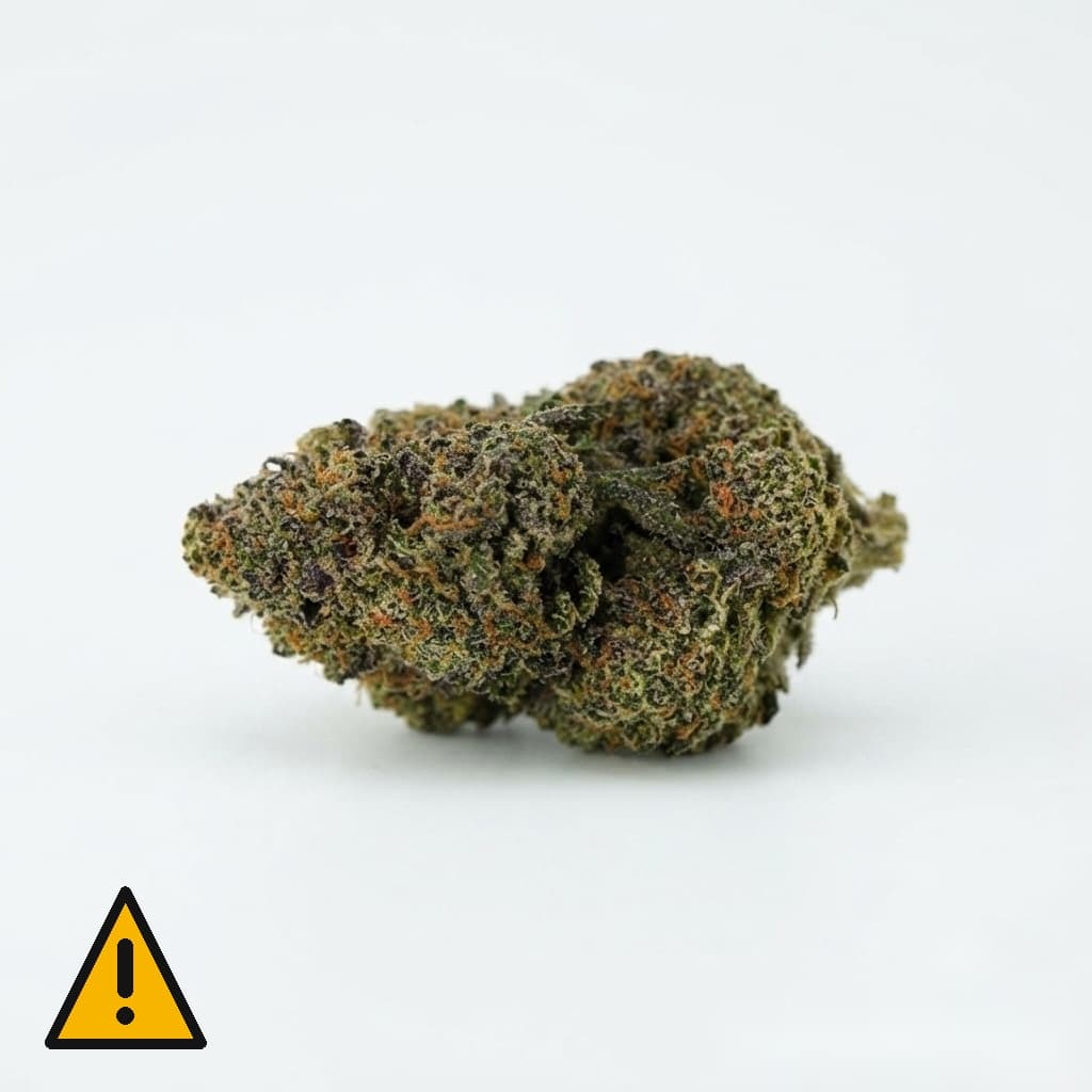 Gelato 91 STV-10 Indoor – Fleur CBD